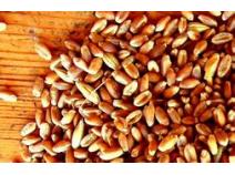Global Spring Wheat Seed Industry Research Report, Growth Trends and Competitive Analysis 2013-2025
